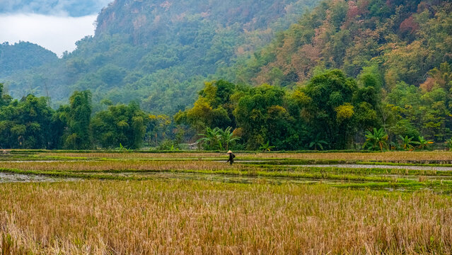 Vietnamese traditional rice farmer, Chieng Chau, Vietnam