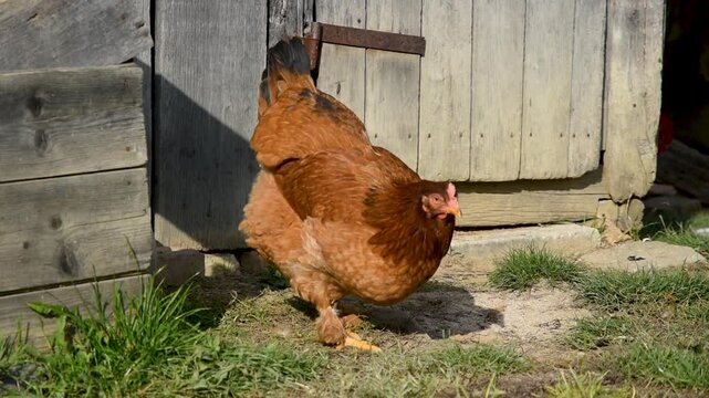 Chicken pecks something from ground in front of wooden building in countryside