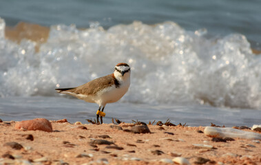 Red-capped Plover (Charadrius ruficapillus) in Australia