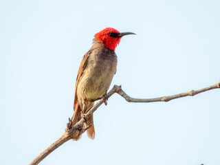 Red-headed Honeyeater (Myzomela erythrocephala) in Australia