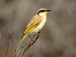 Singing Honeyeater (Lichenostomus virescens) in Australia