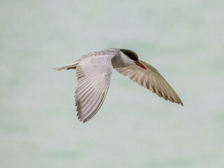 Whiskered Tern (Chlidonias hybridus) in Australia