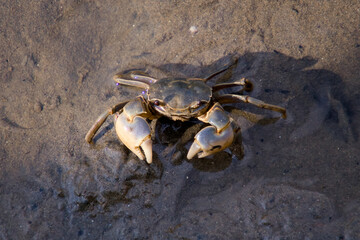 강력한 앞 집게를 가진 작은 게