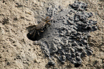 게집 만드는 중