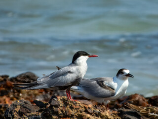 Whiskered Tern (Chlidonias hybridus) in Australia
