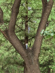 Fototapeta premium tree in the park