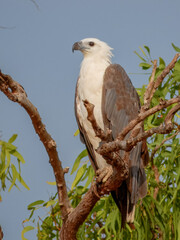 White-bellied Sea-Eagle (Haliaeetus leucogaster) in Australia