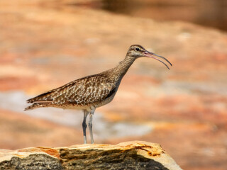 Whimbrel (Numenius phaeopus) in Australia