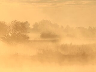 poranek na mokradłach © Renata