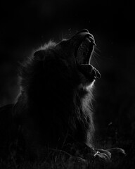 black and white lion