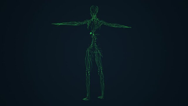 Female Internal Lymphatic System Anatomy