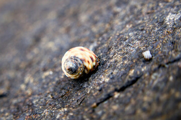 작은 고동 하나