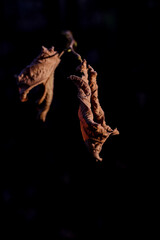 two dry leaves on a twig in the morning frost, on a black background