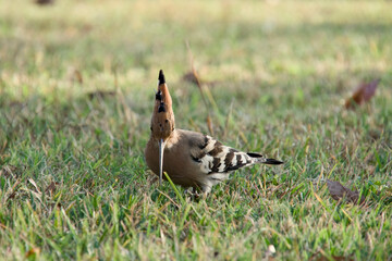 후투티 앞면 모습