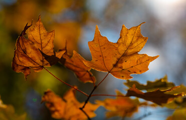 Orange maple leaves glowing from backlighting of the sun, Audubon Acres, Chattanooga, Tennessee