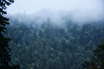 Gloomy woodland on the slopes of Mount Big Thach
