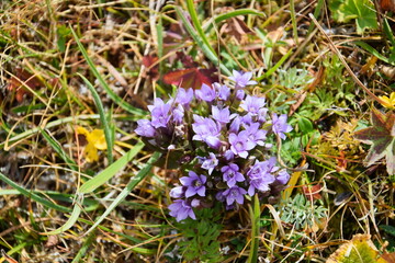 Wild gentian bush with purple flowers