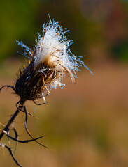 Heavy dew drops on a field thistle reflect the blue sky, like bright gems in sunlight, Cade's Cove, Tennessee