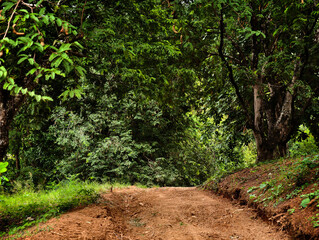 A dirt trail leading into a natural forest