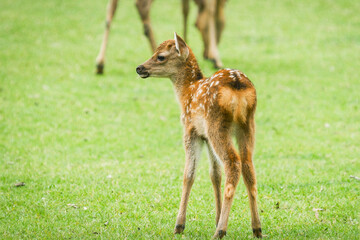 Cute fawn  in the  short green grass field