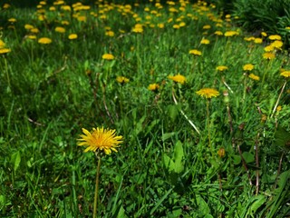Small field of dandelions on a sunny day