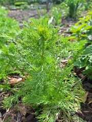 Small plant of chamomille 