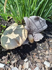 Close up of mushrooms 