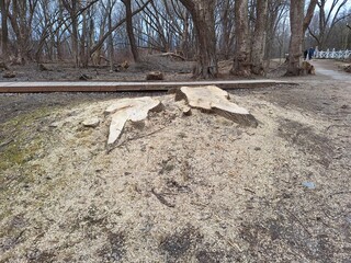 Cut down tree in a public park