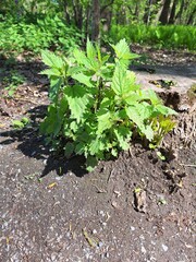 Stinging nettle on a sunny day in a public park
