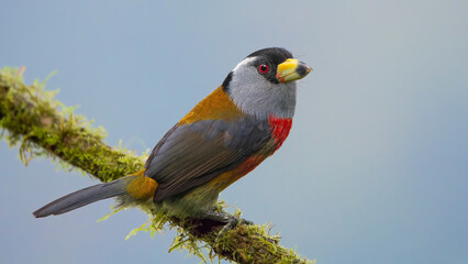 The Bearded Toucan - Semnornis ramphastinus is a bird native to Ecuador and Colombia.