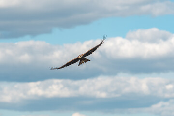 Soaring High: A Bird of Prey in Flight