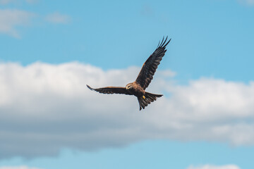 Soaring Majesty