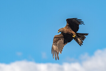 Majestic Bird of Prey in Flight