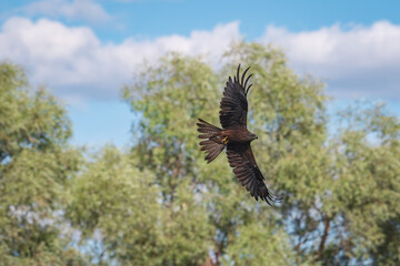 Soaring Majesty