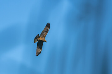 Soaring Buzzard Over Reeds