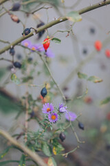 Red berries on a branch. Red rosehip berries on the branches. Romantic autumn still life with rosehip. Wrinkled berries of rosehip on a bush on late Fall. Hawthorn berries are tiny fruits grow on tree