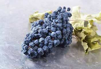 Cluster of raisins on a twig from dark grapes, autumn.