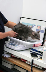 cat examination in medical Vet clinic