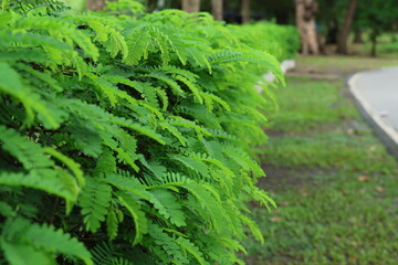 A row of tamarind trees that are sprouting new leaves. Focus on the tamarind trees planted in a row to form a natural fence. The young leaves are popularly eaten because they have a sour and oily tast