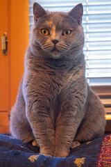 British Kurzhaar Katze sitzt wie eine Statue