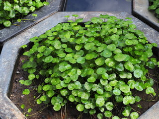 Water pennywort has green circular leaves with water droplets on leaves. Kaempferia rotunda L....
