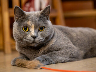 British Kurzhaar Katze liegt und beobachtet