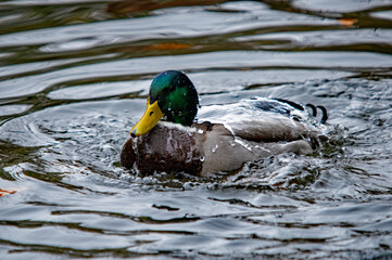 Porträt einer Stockente auf ruhigem Wasser