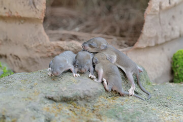 Four baby mice crawled out of their nest. This rodent mammal has the scientific name Mus musculus.
