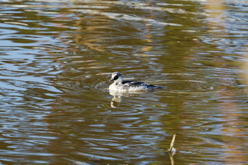 黄葉映す水面を優雅に泳ぐミコアイサ