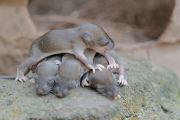 Fototapeta premium Four baby mice crawled out of their nest. This rodent mammal has the scientific name Mus musculus. 