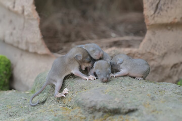 Four baby mice crawled out of their nest. This rodent mammal has the scientific name Mus musculus.
