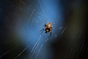 GARDEN SPIDER - A hunter on a cobweb waits for his prey