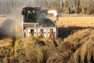 Farmers are harvesting rice in the fields