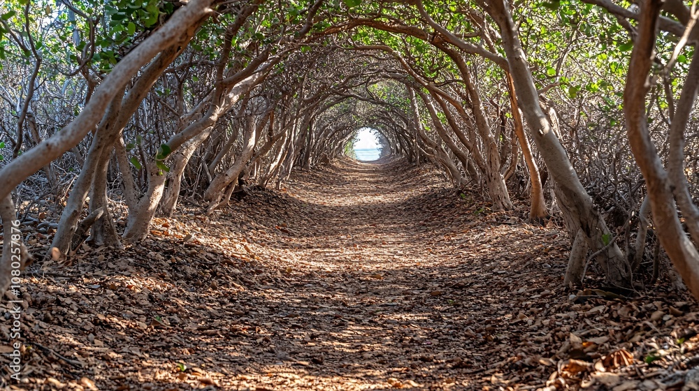 Aufkleber Pathway through a dense green forest with sunlight filtering through the trees for a sense of peace and tranquility with side empty space for text Stockphoto style